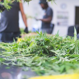 Cannabis Fire Safety Awareness
